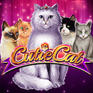 Cutie Cat