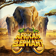 African Elephant